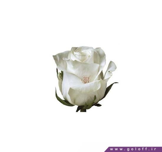 گل رز هلندی پلار استار - Rose | گل آف